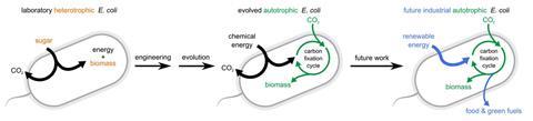 A scheme showing E Coli converted to biomass