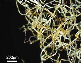 Microscopic view of the modified cotton fibers