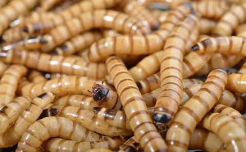 An image showing mealworms