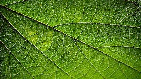 An image showing a leaf closeup
