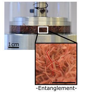 An image showing rheology experiments of polymer-likeworms