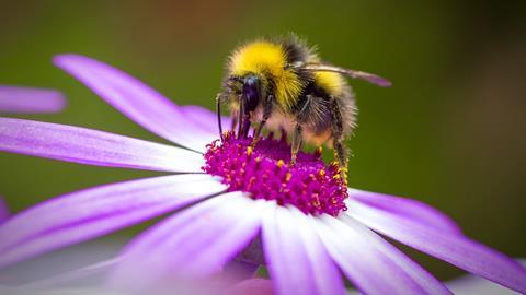 An image showing a bumblebee on a flower