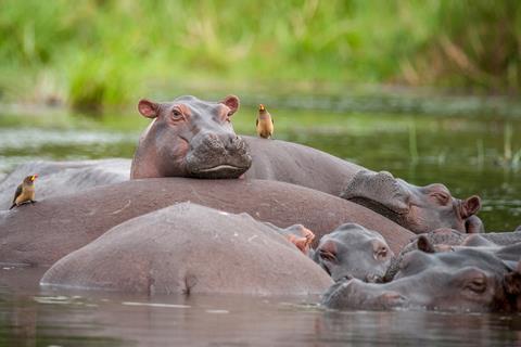 A pod of hippos relaxing in the Nile River  Murchison Falls National Park, Uganda