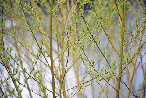 Young willow shoots in springtime