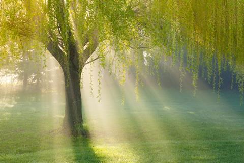 Sunbeams through willow tree in morning fog
