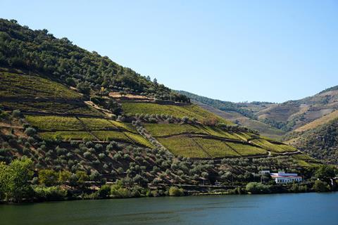 A river with steep banks, on which are planted many rows of vines and a few olive trees