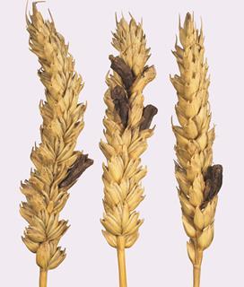 Ergot claviceps purpurea on wheat 