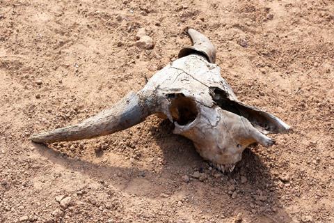 A cattle skull on bare ground
