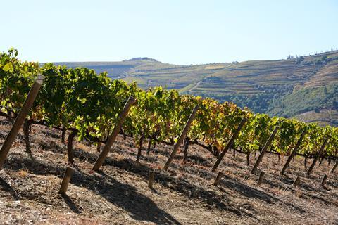 A row of vines in very dry ground