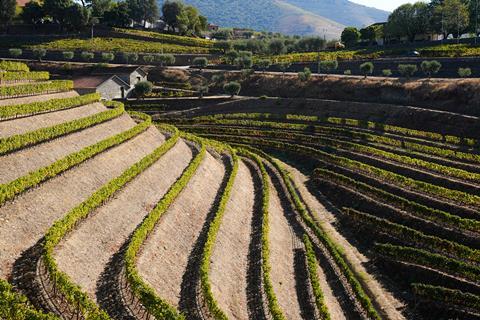 A steeply sloping vineyard in bright sunshine, with rows of vines relatively far apart in the dry earth. On the other side of the valley, the vines are in shade