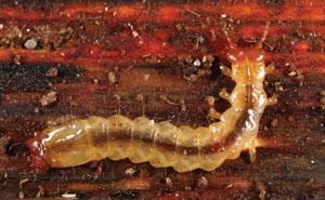 Dendroides canadensis beetle larvae