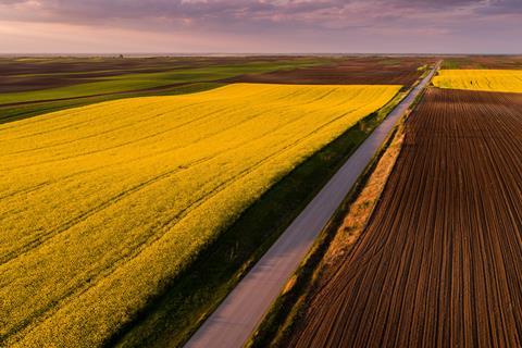 Aerial shot of canola, rape seed from a drone