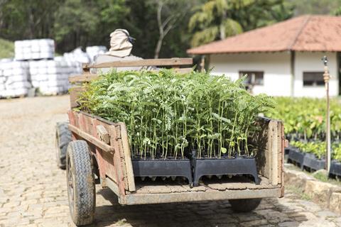 An image showing a cart full of tree saplings to be planted