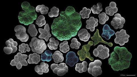 An image showing several planctonic foraminifera