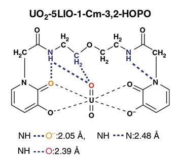 An image showing the intramolecular –NH···N (pyridine) and –NH···O (pyridinone) hydrogen bonds and intermolecular –NH···O (uranyl) hydrogen bonds in the UO2-5LIO-1-Cm-3,2-HOPO complex