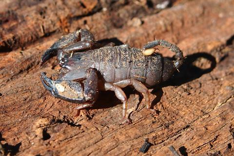 Australian rainforest scorpion (Liocheles waigiensis)