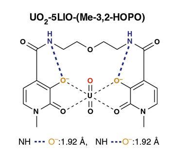 An image showing the intramolecular –NH···O (pyridinone) hydrogen bonds in the UO2-5LIO-(Me-3,2-HOPO) complex