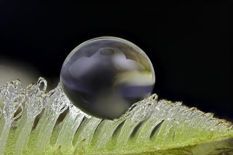 An image showing a water drop on Salvinia sp