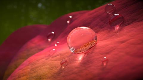 An image showing droplets on a rose petal; the fine surface structure of one of the droplets can be seen