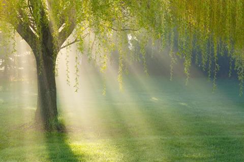 Sunbeams through willow tree in morning fog