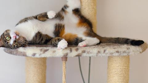 A cat enjoying a cat tower