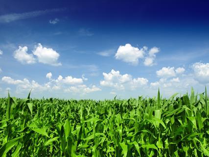 Image shows a cornfield beneath a bright blue sky