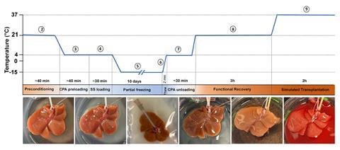 (a) Schematic overview of rat liver partial freezing protocol showing 9 steps: (1) liver procurement, (2) preconditioning, (3) preloading CPAs, (4) loading of the final storage solution, (5) partial freezing, (6) thawing, (7) unloading CPAs, (8) functiona