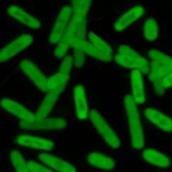 Semi-synthetic organism (E. coli) producing green fluorescent protein via decoding of an unnatural codon 