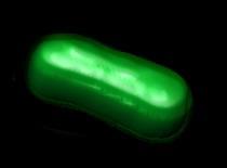 Semi-synthetic organism (E. coli) producing green fluorescent protein via decoding of an unnatural codon 