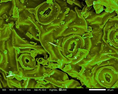 Stoma on a leaf at about 20 micrometers wide, according to the scale