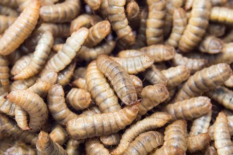 Black soldier fly larvae used for protein animal feed ingredient, Close up