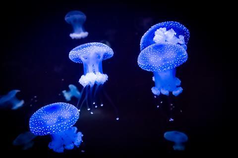 An image showing a bioluminescent jellyfish