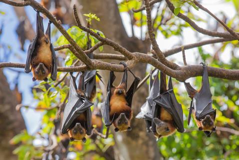 Fruit bats