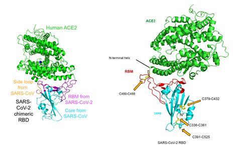 An image showing SARS-CoV-2 chimeric RBD complexed with human ACE2