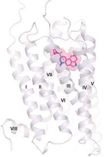 lsd seritonin receptor crystal structure Fig1a