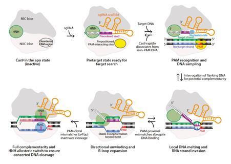 An image showing the mechanism by which CRISPR-Cas9 recognizes and targets DNA for cleavage