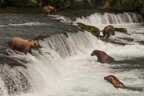 Grizzly bears fishing in river