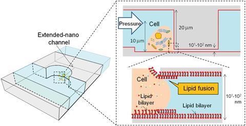 A diagram of the lipid bilayer coated nanopipette
