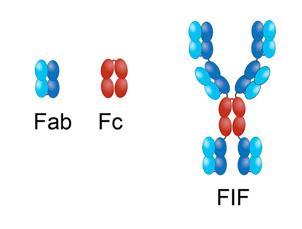 A digram showing the structure of an antibody 