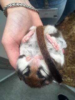 Squirrel in hand