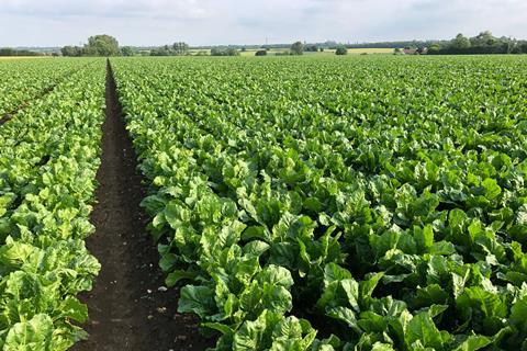 Sugar beet field