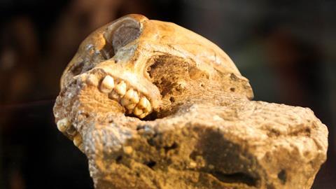Fossilised skull of Australopithecus sediba, showing the teeth clearly