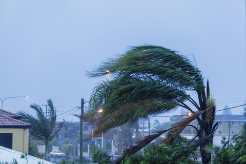 Palm trees being blown by a hurricane in the Caribbean