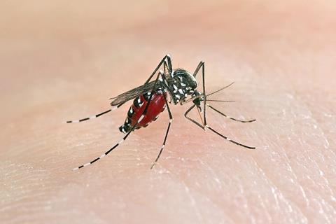 A picture of the Aedes albopictus Mosquito