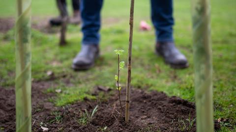 Tree planting