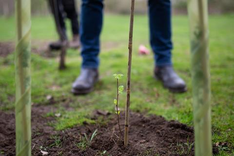 Tree planting