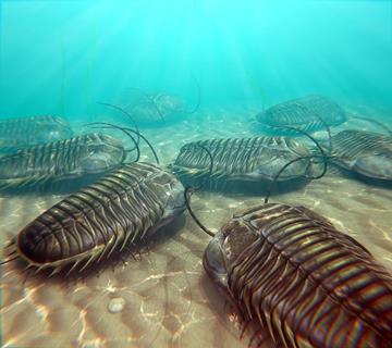 Trilobites scavenging on the ocean floor - Main