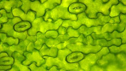 An image showing leaf stomata under the microscope
