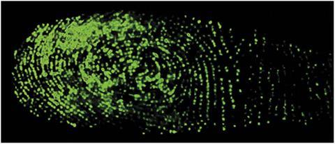 fluorescent sensor indicates fingerprint
