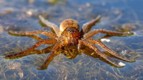 An image showing a diving bell spider